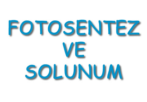 Fotosentez ve Solunum