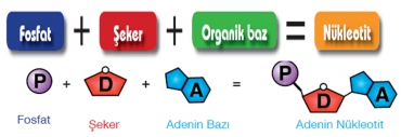 DNA nın Yapısı ve Özellikleri Etkinlik 3 Çözümleri