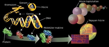 DNA nın Yapısı ve Özellikleri Etkinlik 5 Çözümleri
