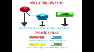 8. Sınıf 2. Ünite DNA ve Genetik Kod Etkinlik 1 Çözümlerinin Devamı