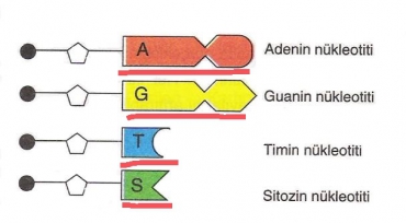 DNA nın Yapısı ve Özellikleri Test 4 Çözümleri