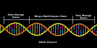 DNA nın Yapısı ve Özellikleri Test 1 Çözümleri