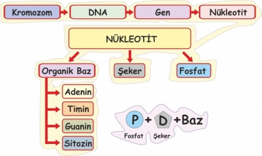 DNA nın Yapısı ve Özellikleri Test 2 Çözümleri