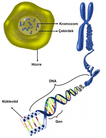 DNA nın Yapısı ve Özellikleri Etkinlik 2 Çözümleri