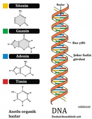 2. Ünite DNA ve Genetik Kod Kalıtım Canlılar ve Yaşam Konu Anlatımı Sayfaları