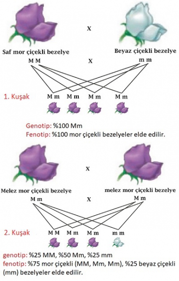 2. Ünite DNA ve Genetik Kod Kalıtım Canlılar ve Yaşam Konu Anlatımı Sayfaları