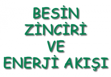 Besin Zinciri ve Enerji Akışı